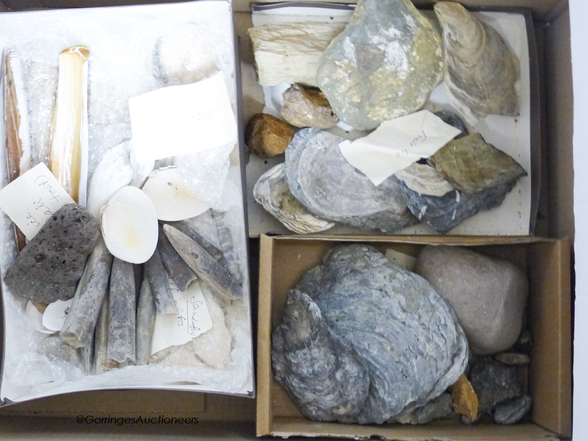 A quantity of fossils etc, in a display case